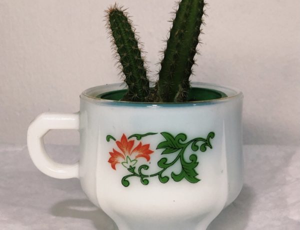 cactus in a cup