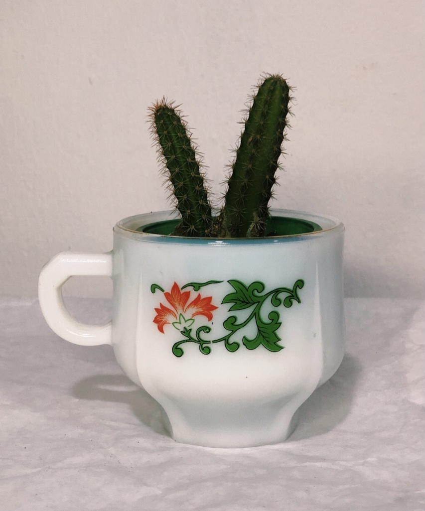 cactus in a cup