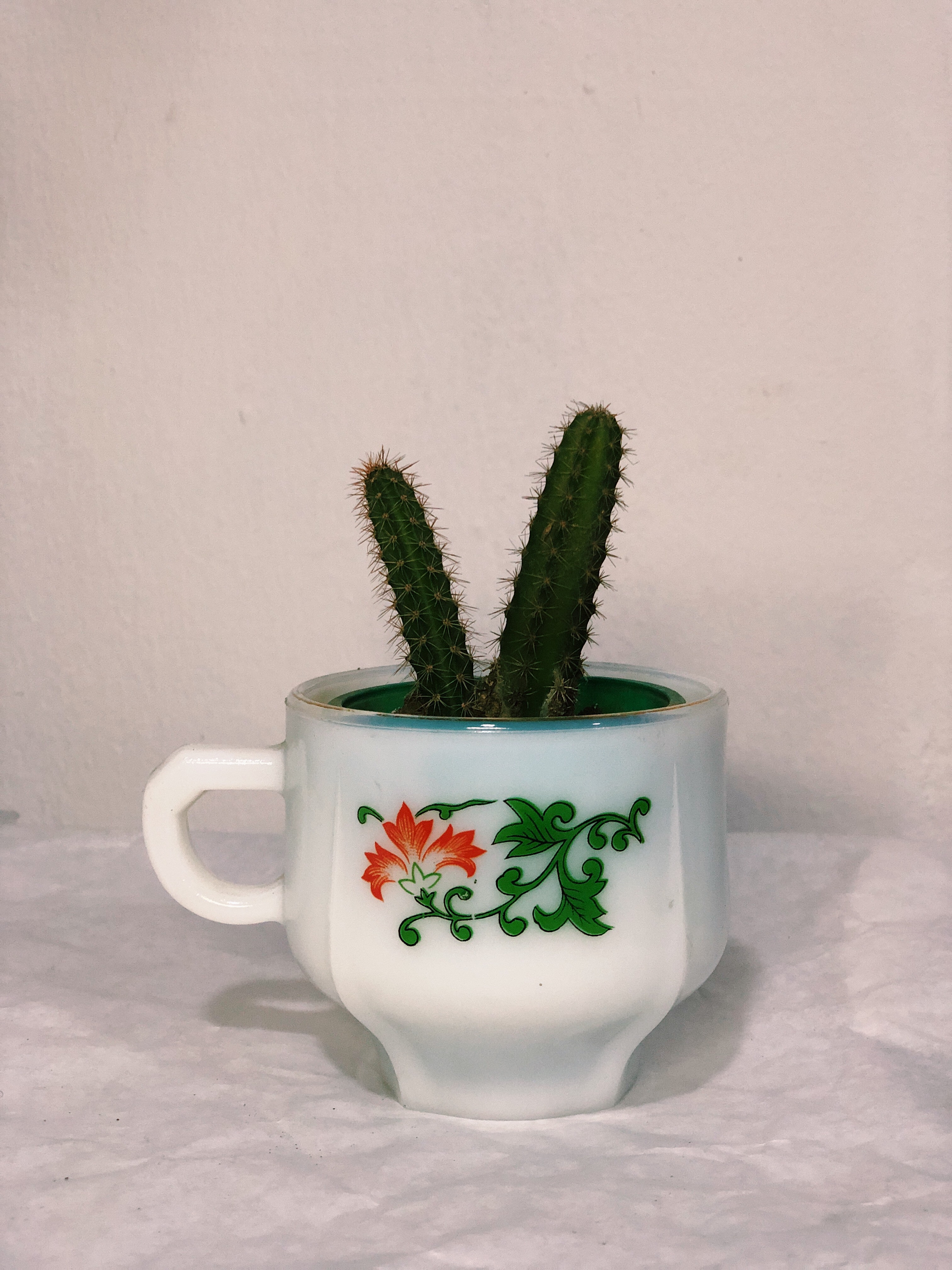 Cactus in a teacup
