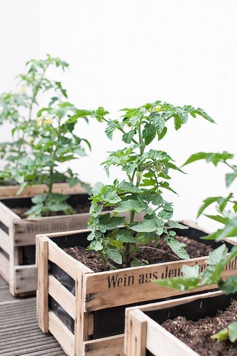 PLANTS IN CRATES
