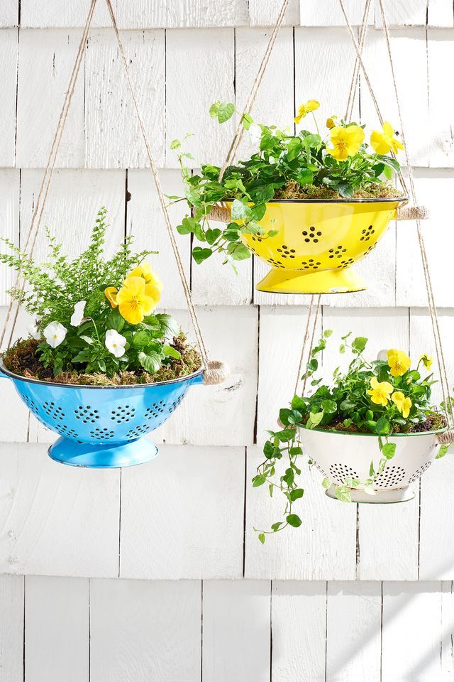 PLANTS IN COLANDERS