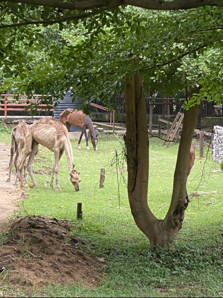 University of Ibadan zoo animals